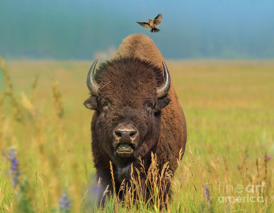American Bison and Cowbird Photograph by Tim Fitzharris