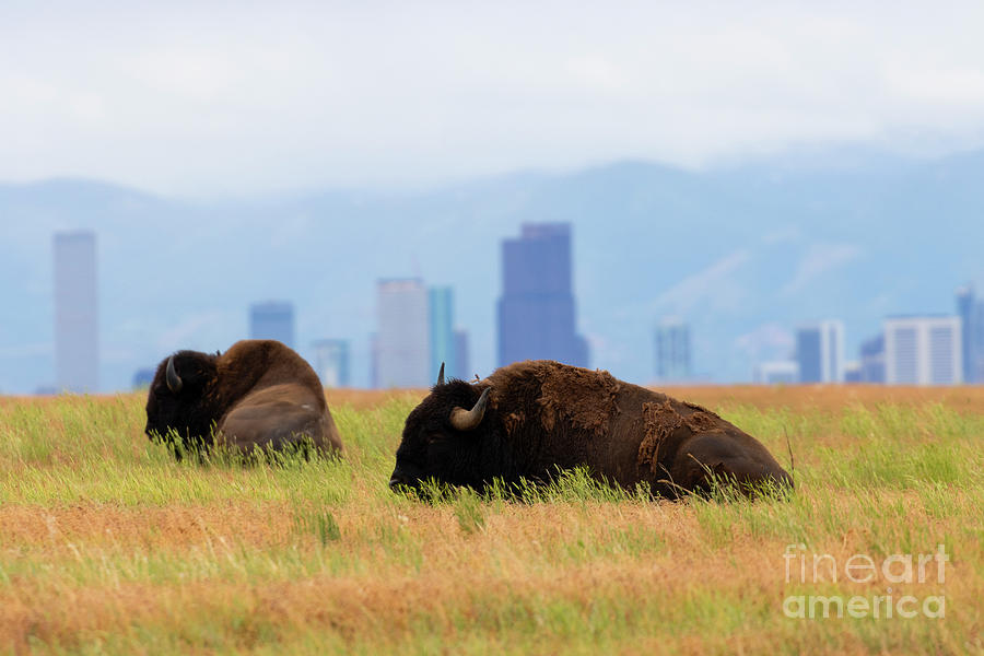 American Bison and Denver Skyline Photograph by Steven Krull
