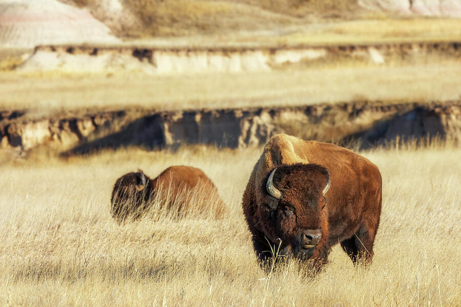 American Bison - Badlands National Park Photograph by Susan Rissi Tregoning