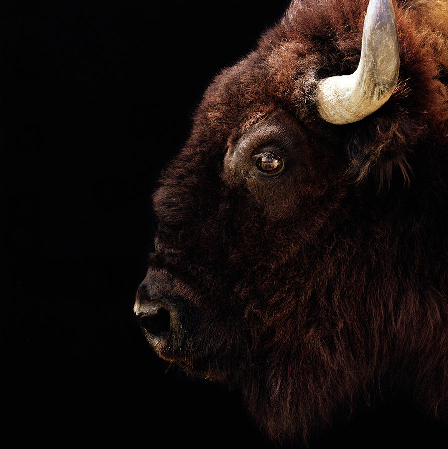 American Bison (Bison bison) head-shot Photograph by Ryan McVay