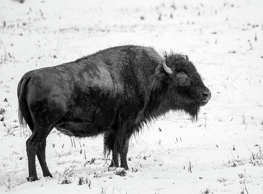 American Bison Black and White Photograph by Dave Cleaveland - Fine Art ...