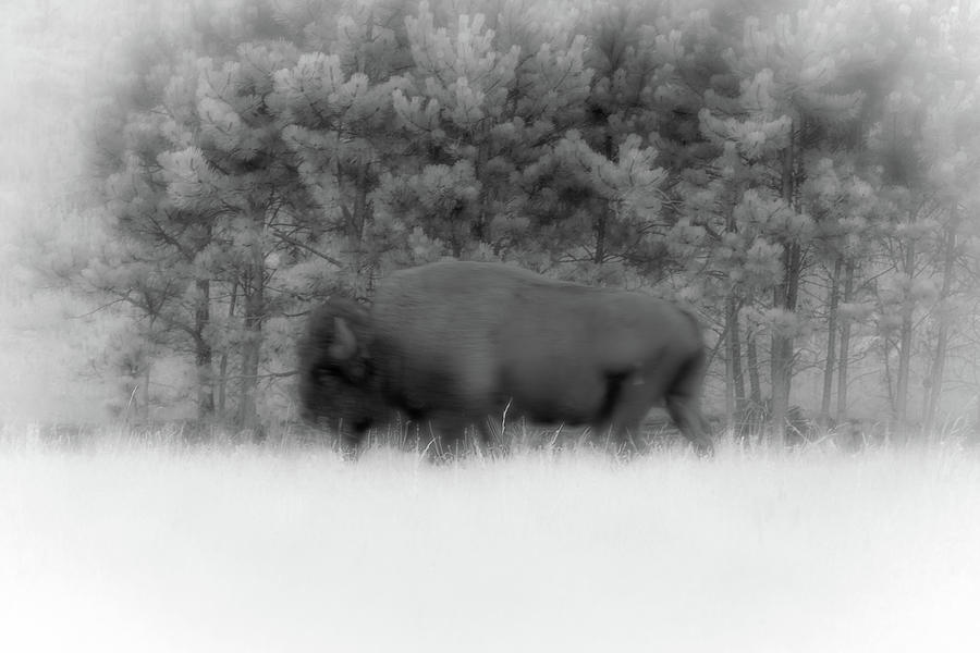American Bison Black White Print Photograph by Aaron Geraud