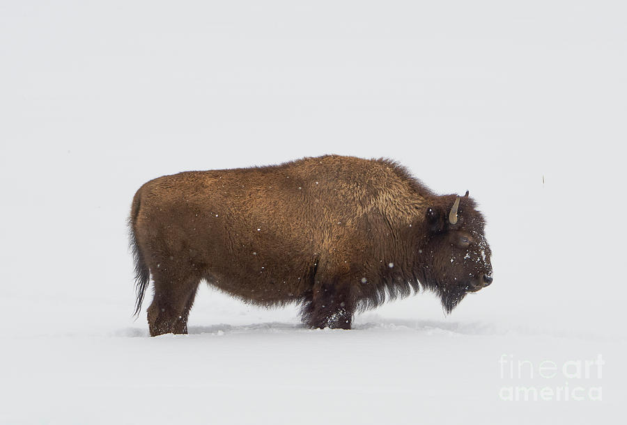 American Bison Photograph by Brian Kamprath