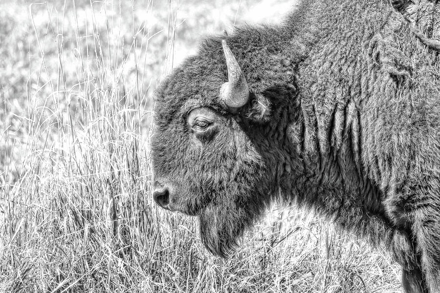 American Bison Buffalo Black and White Photograph by Jennie Marie ...