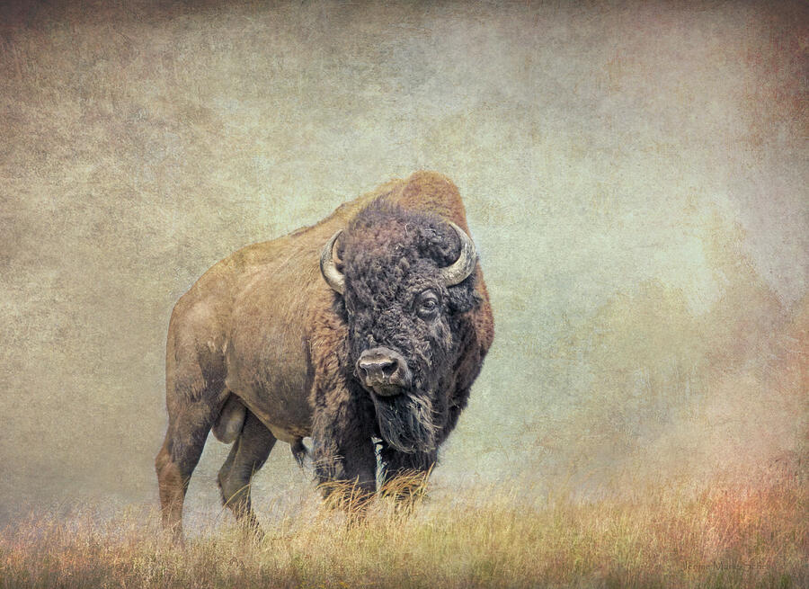 American Bison Buffalo Bull Vintage Photograph by Jennie Marie Schell