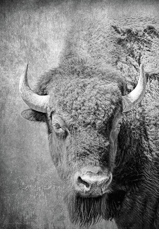 American Bison Buffalo Portrait Black and White Photograph by Jennie Marie Schell