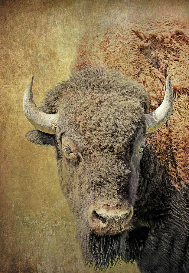 American Bison Portrait Art Print Home Decor Wall Art Poster F