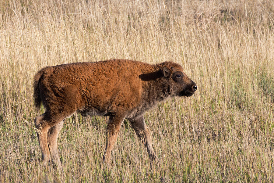 American Bison Calf in Grand Teton National Park  Photograph by Kathleen Bishop