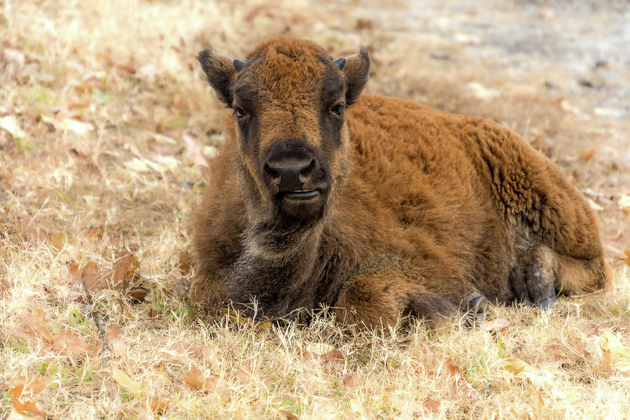 American Bison Calf Woolaroc Oklahoma Photograph by Debra Martz