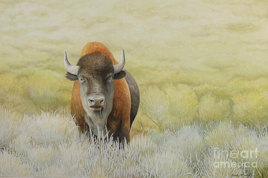 American Bison Painting by Charles Owens