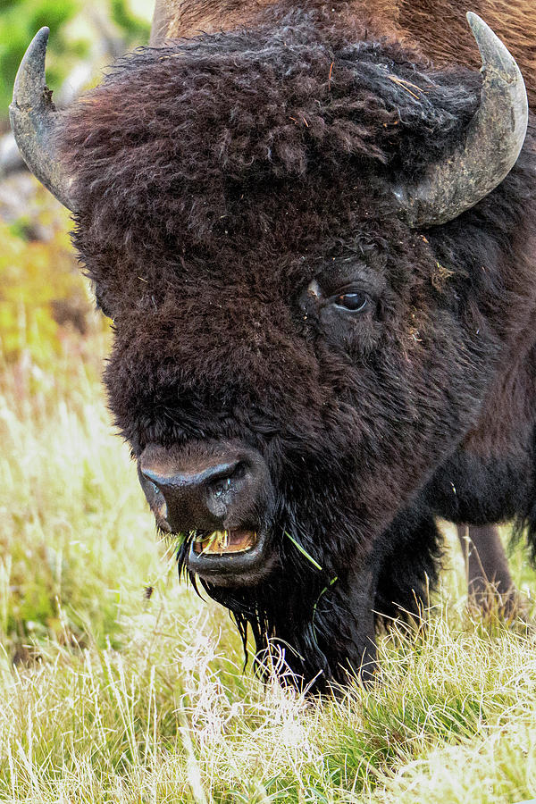 American Bison Closeup Photograph by Tracie Fernandez - Pixels