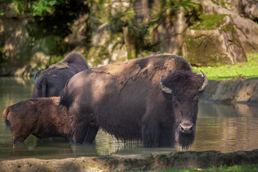 American Bison Photograph by Dale Kincaid