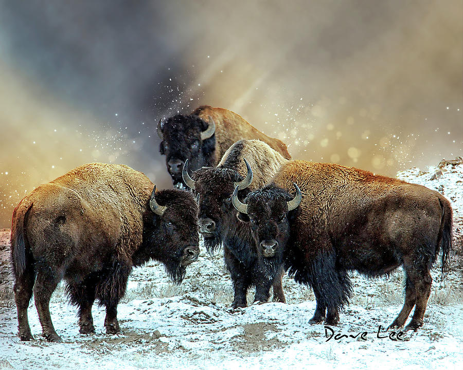 American Bison Digital Art by Dave Lee