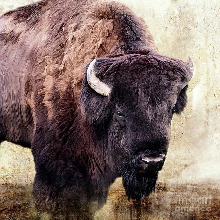 American Bison Mixed Media by Ed Taylor