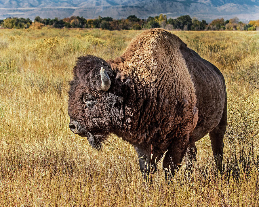 American Bison in Fall Grass Photograph by Dawn Key