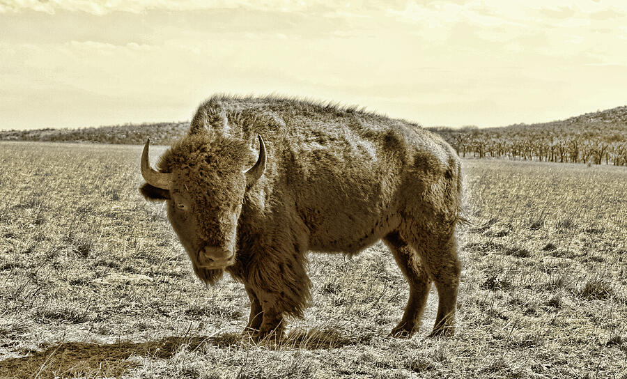 American Bison in Gold Sepia- Right View Photograph by Tony Grider
