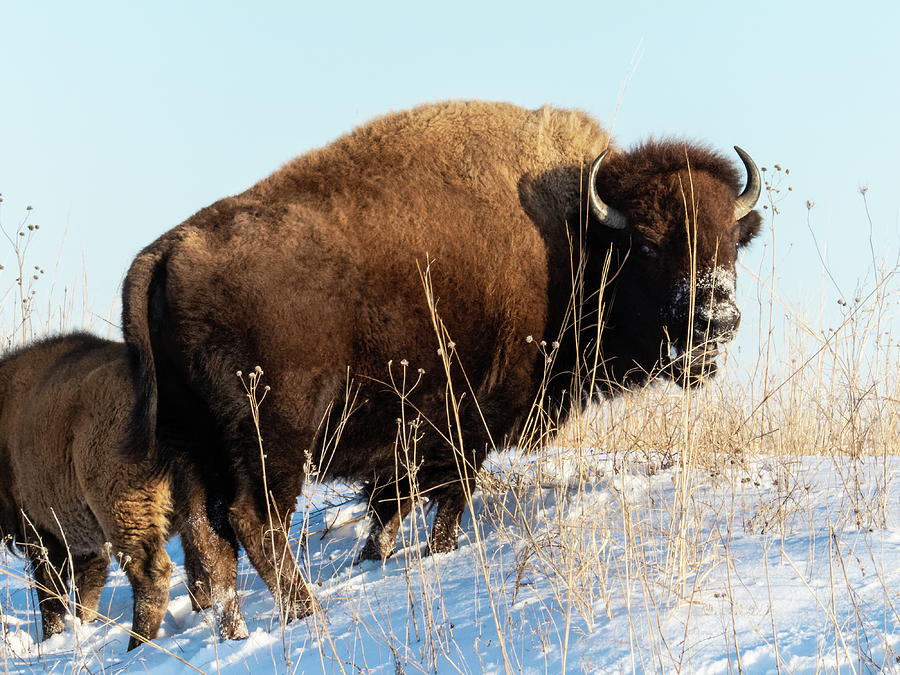 American Bison In Winter Photograph by Deb Fedeler | Pixels