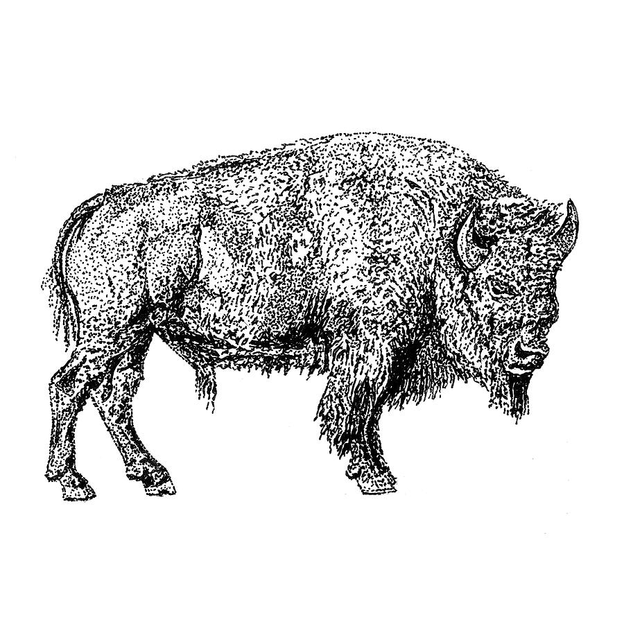 American Bison Drawing by James Aceino - Fine Art America