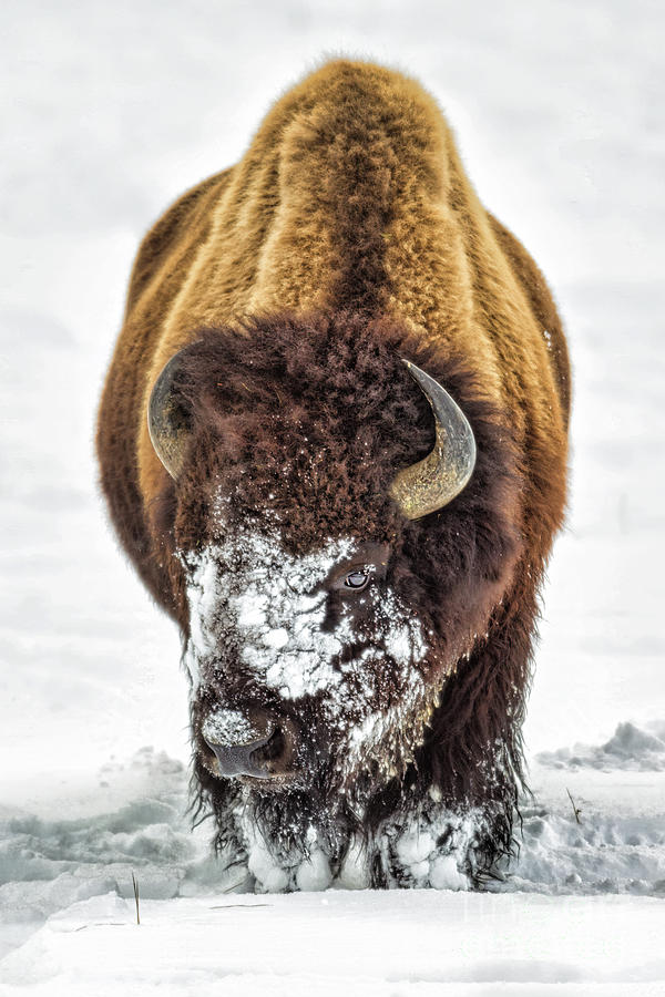 American Bison Photograph by Jerry Fornarotto