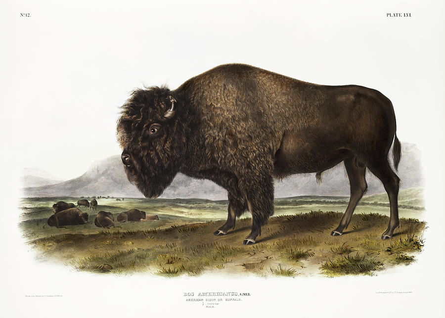 American Bison. John Woodhouse Audubon Mixed Media by World Art Collective