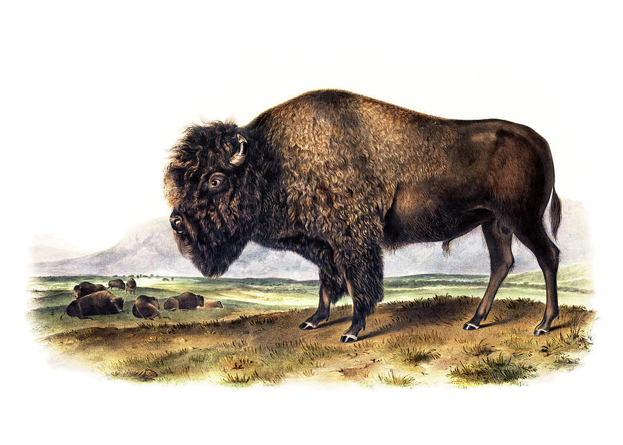John James Audubon Drawing - American Bison by John Woodhouse Audubon