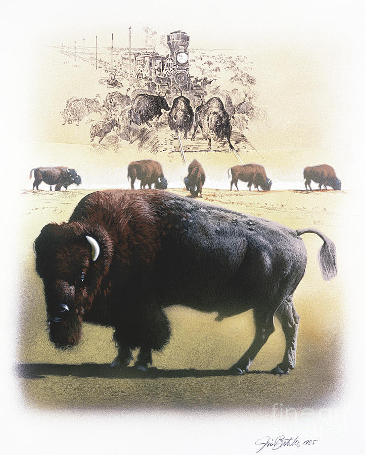 American Bison Painting by Jim Butcher