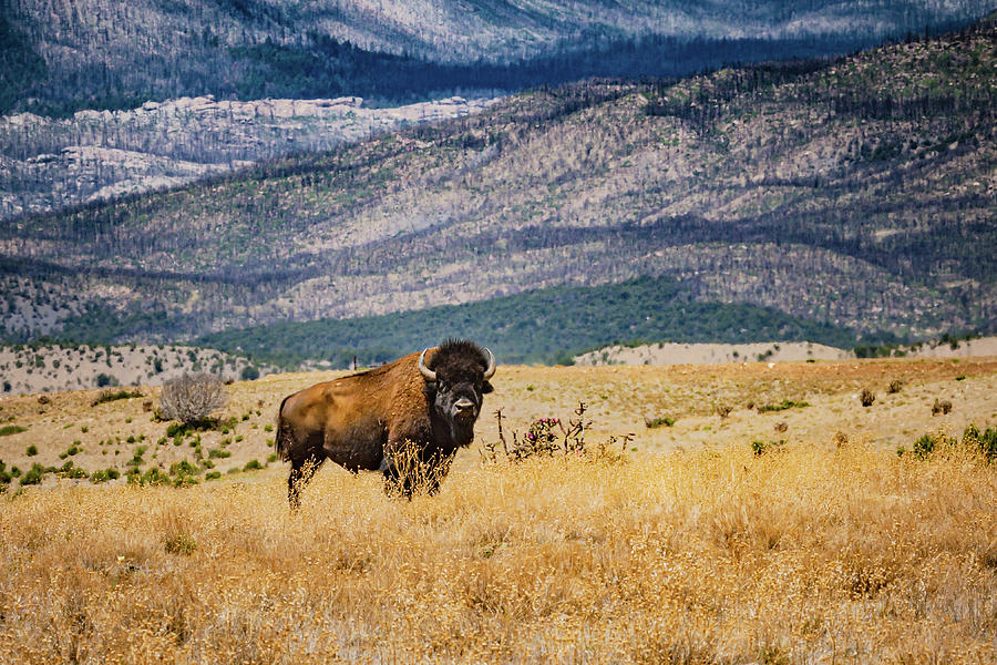 American Bison Photograph by Linda Unger