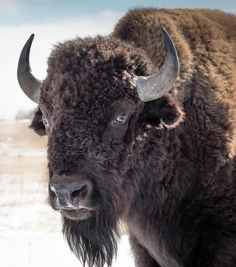 American Bison Photograph by Linda Villers