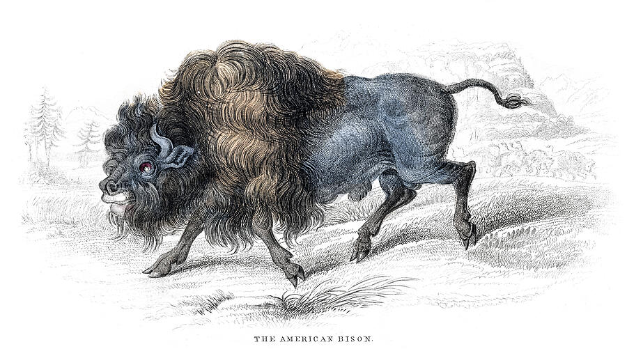 American bison lithograph 1884 Drawing by Thepalmer