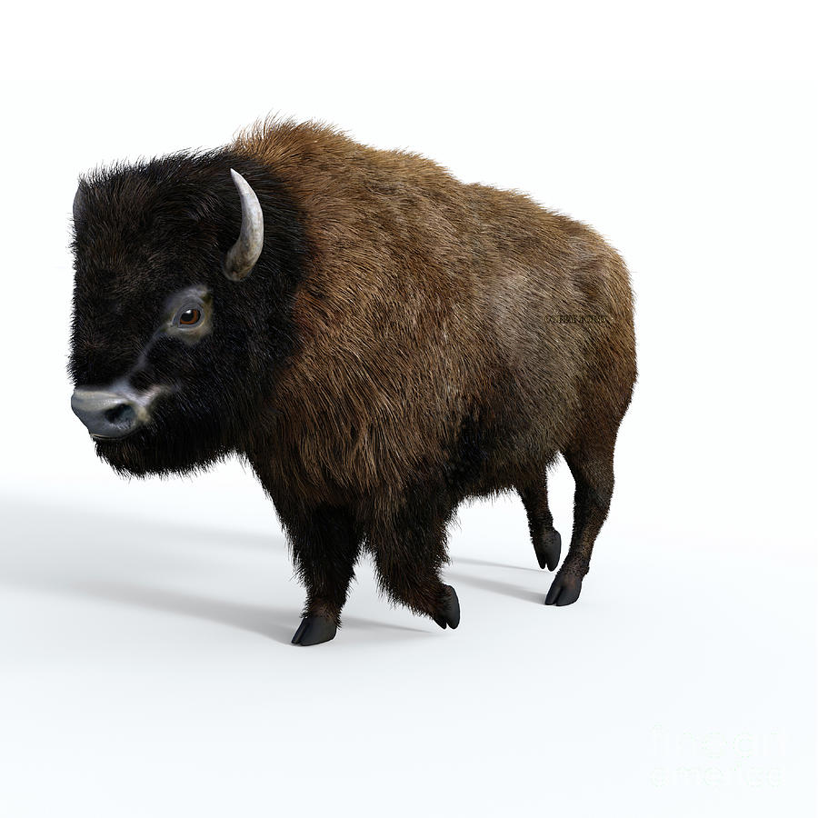 American Bison Male Digital Art by Corey Ford