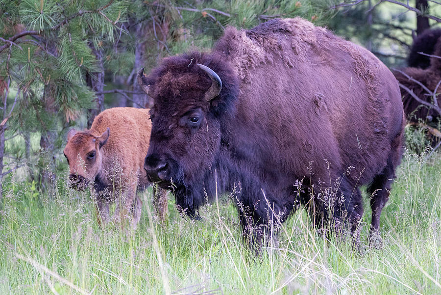 American Bison Photograph by Matt Halvorson American Bison Photograph by Matt Halvorson