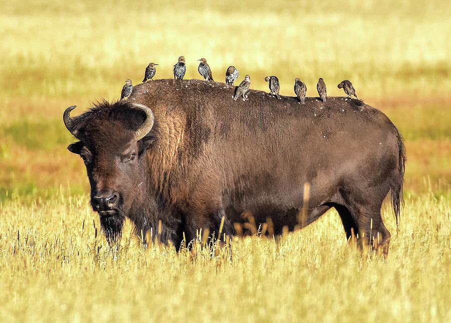 Bison With Starlings Photograph by Moris Senegor