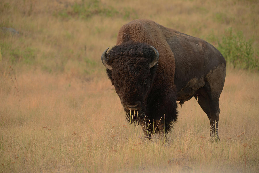 American Bison on the Prairie Photograph by Whispering Peaks Photography