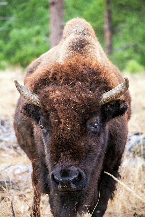 American Bison Portrait Photograph by Kyle Hanson