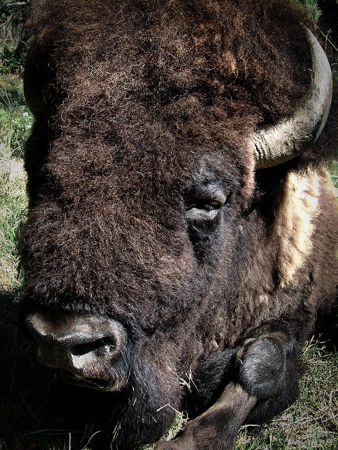 American Bison Photograph by Rene Vasquez