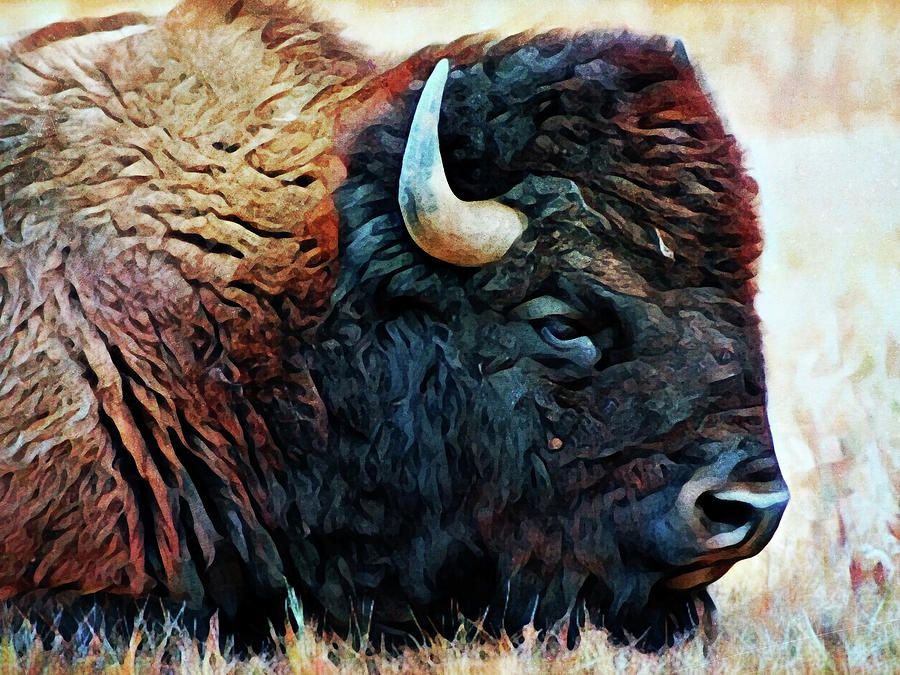 American Bison Resting Painting by Ashley Aldridge