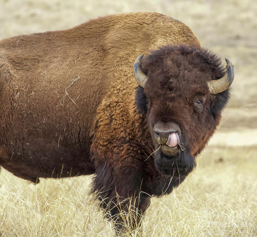 American Bison Photograph by Shirley Dutchkowski
