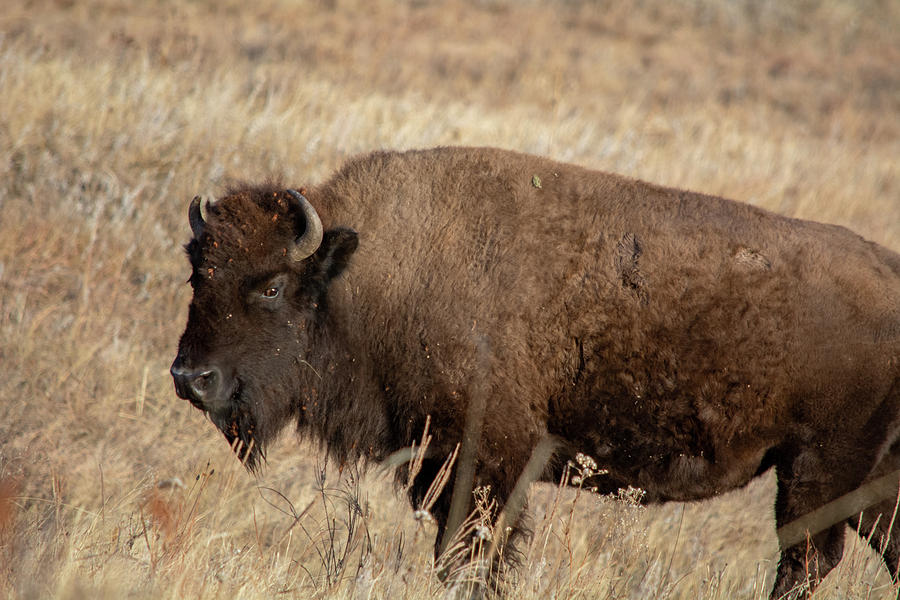 American Bison South Dakota Photograph by Kyle Hanson
