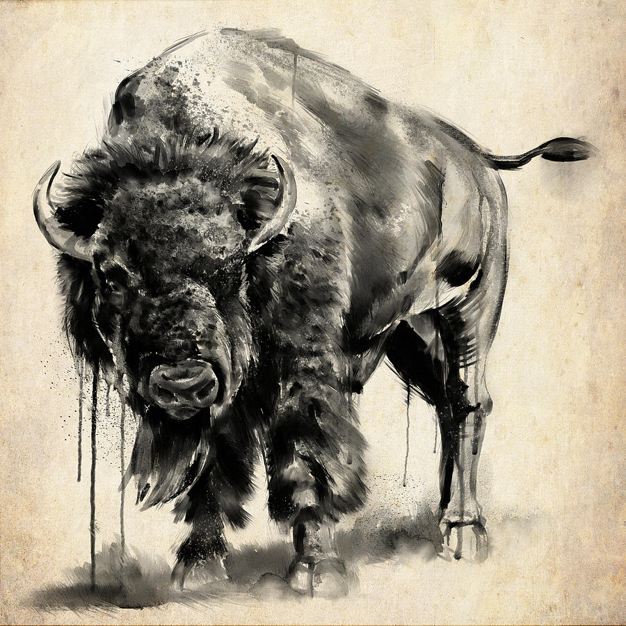 American Bison Study Digital Art by Shawn Conn