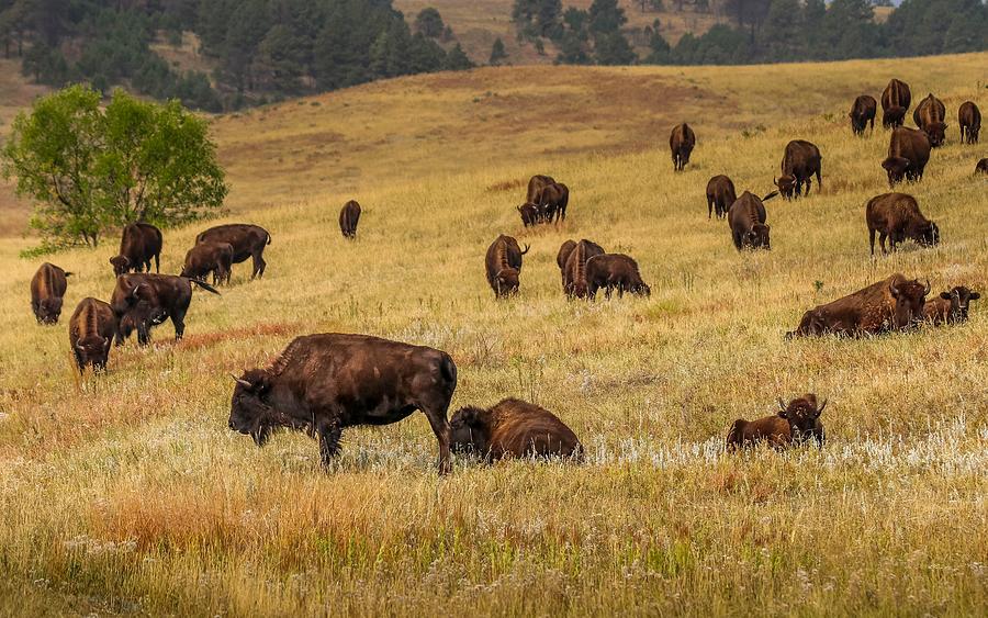 American Bison Photograph by Susan Rydberg