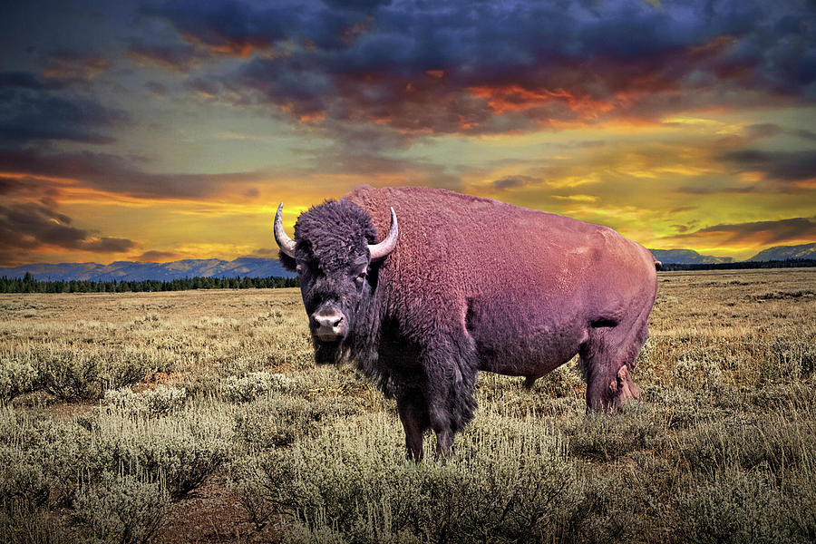 American Bison the National Mammal of the USA Photograph by Randall Nyhof