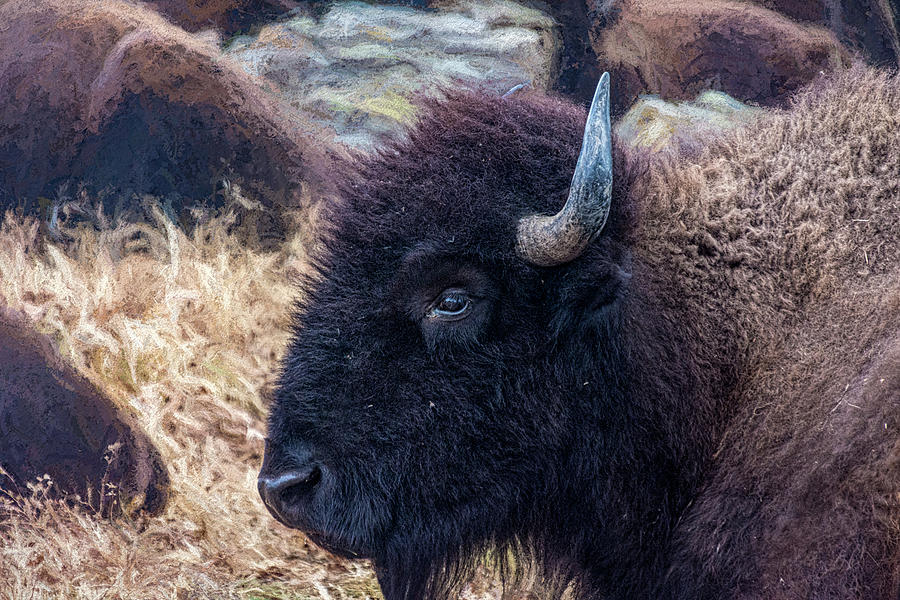 American Bison Woolaroc Oklahoma  Photograph by Debra Martz