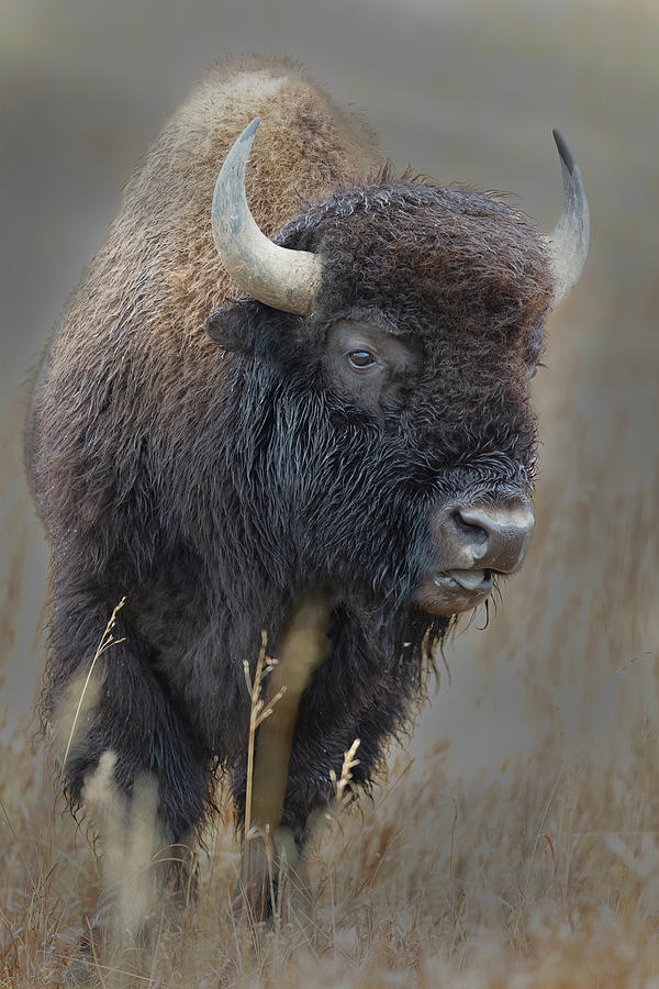 American Bison Yellowstone N.P Photograph by Gary Langley