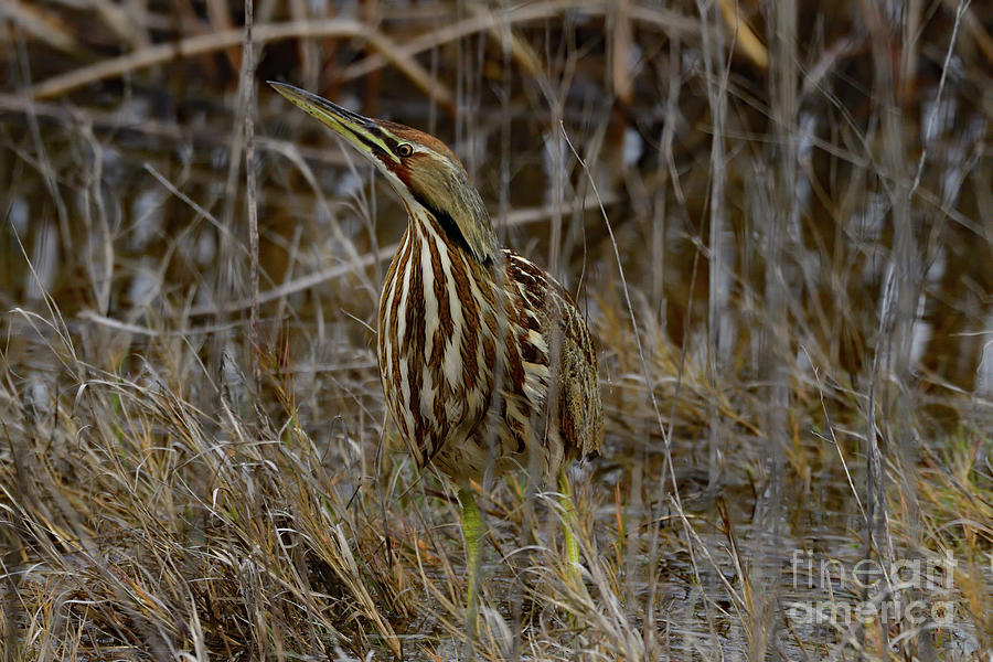 American Bittern Photograph by Amazing Action Photo Video