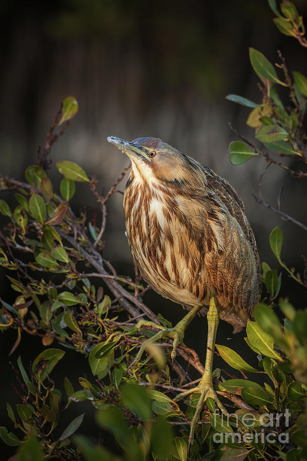 American Bittern in Mangroves 22 Photograph by Maria Struss Photography