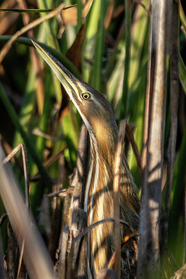 American Bittern in the Reeds Photograph by Bradford Martin