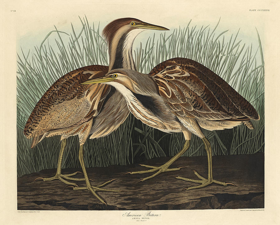 American Bittern Drawing by Robert Havell