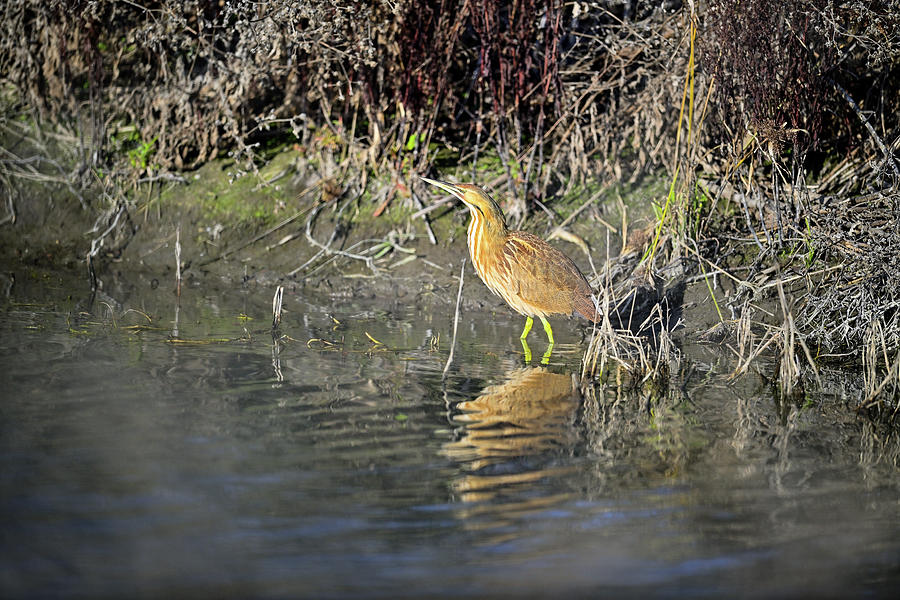 American Bittern - San Luis NWR Photograph by Amazing Action Photo Video