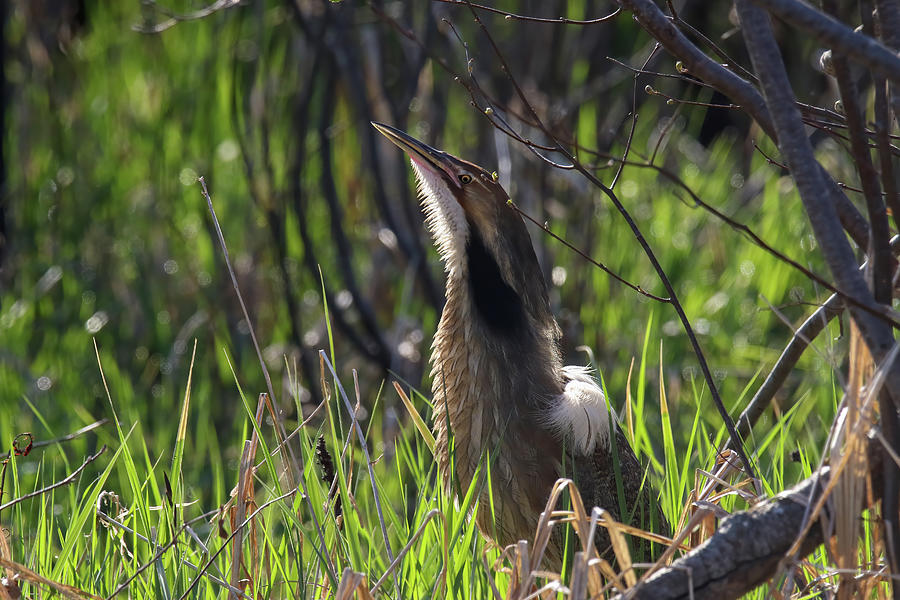American Bittern Showing Off Photograph by Brook Burling