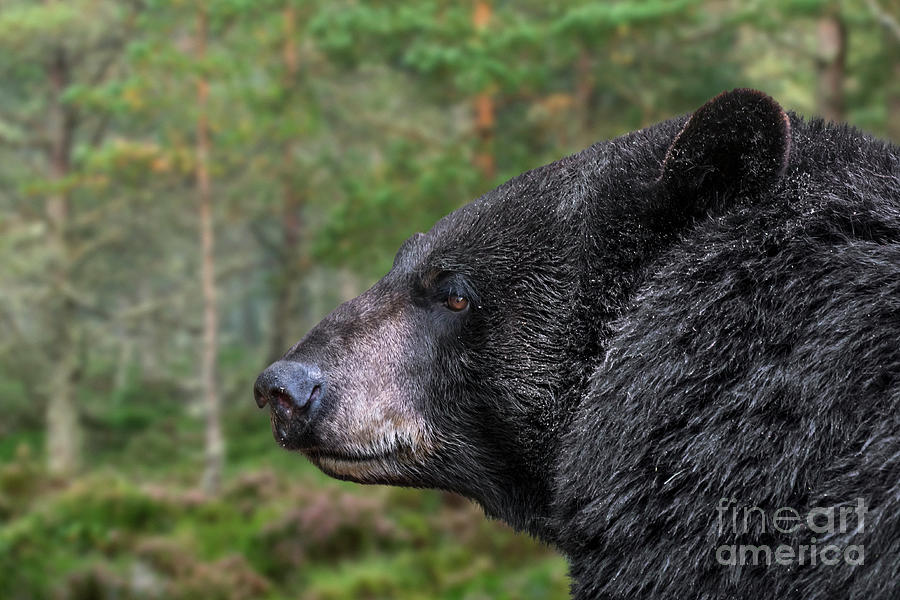 American Black Bear Photograph by Arterra Picture Library